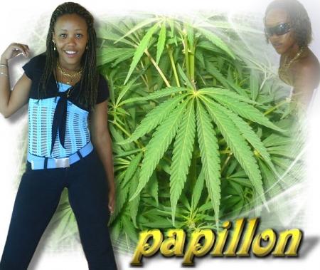 Gangsta-Papillon